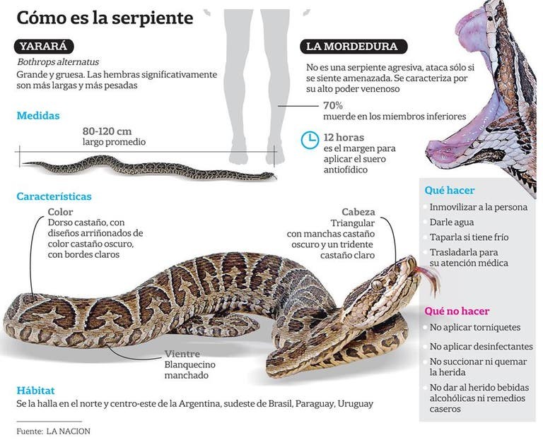 Cómo actuar en caso de un ataque de una serpiente yarará