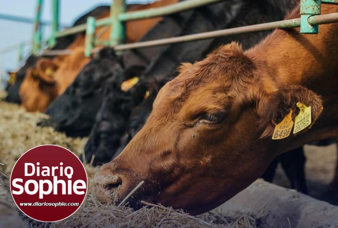 El Gobierno habilitó la Exportación de Ganado en Pie, estaba prohibido desde 1973.