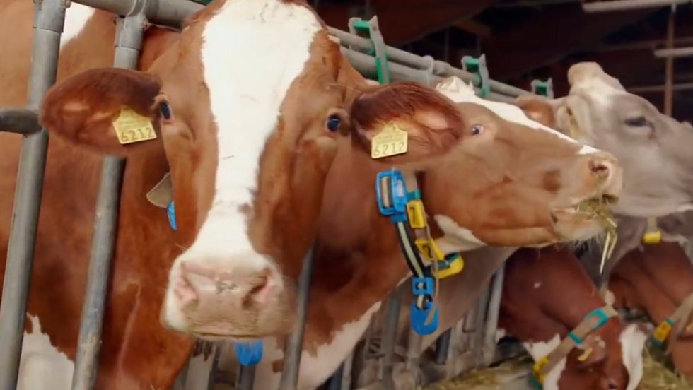 Huawei gana clientes para su 5G entre las vacas suizas