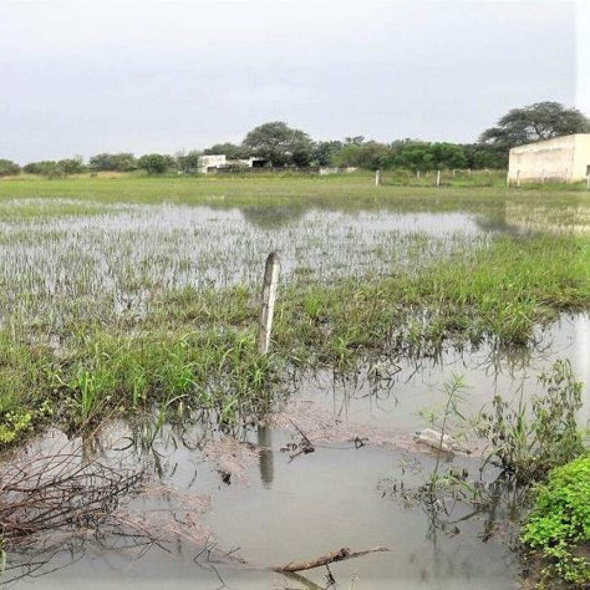Santa Sylvina y Chorotis podrían ser declaradas en emergencia agropecuaria