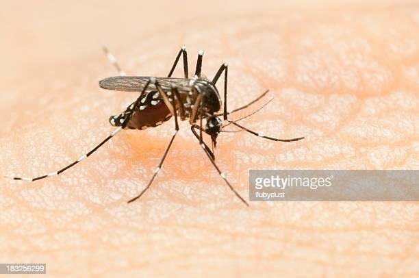 Dengue: Cuáles son las secuelas? todo lo que hay que saber