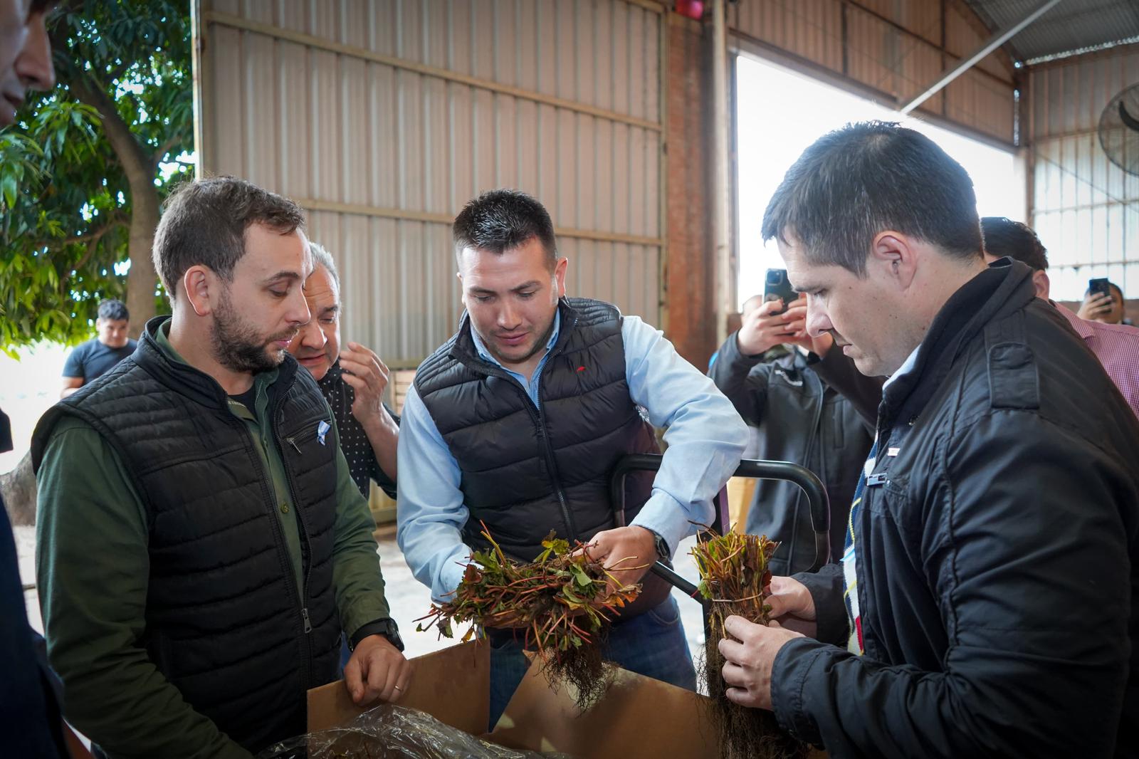IMPULSO AL SECTOR AGRÍCOLA: GOBIERNO ENTREGÓ PLANTINES DE FRUTILLAS A PRODUCTORES DE 30 LOCALIDADES