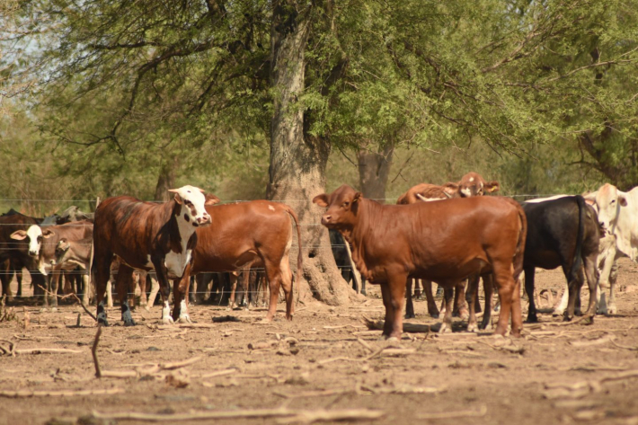 Federación Agraria critica las nuevas medidas de Nación: “Siguen en el eje que generó el paro”.