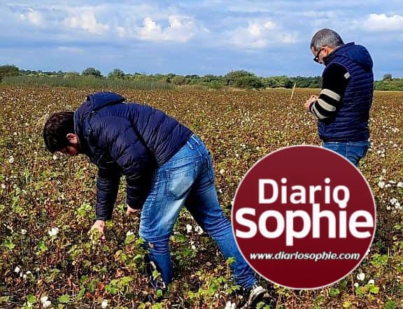 AHORA MÁS CAMPO: EL GOBIERNO PROVINCIAL HACE UN SEGUIMIENTO Y VERIFICA LOTES DE ALGODONEROS ASISTIDOS