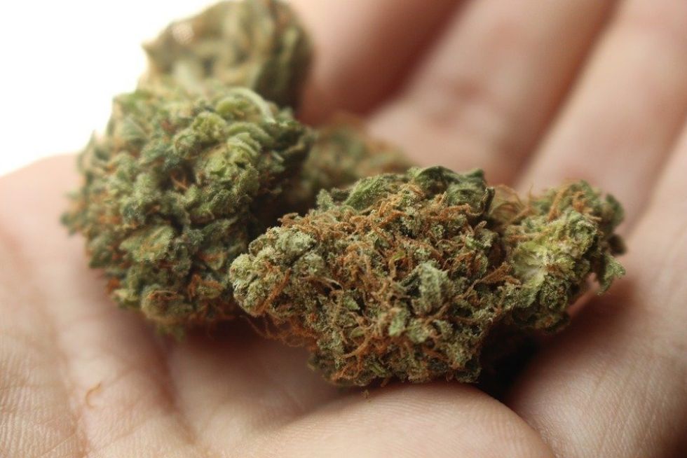 El Gobierno permitirá el cultivo personal de cannabis y el expendio de aceites en farmacias