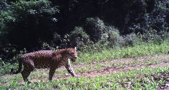 Un Yaguareté Rugió ante una cámara de monitoreo en un parque de Misiones