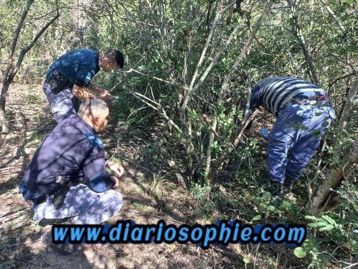Un lugareño los encontró el fin de semana y dió ávido a la policía quien constató la veracidad.