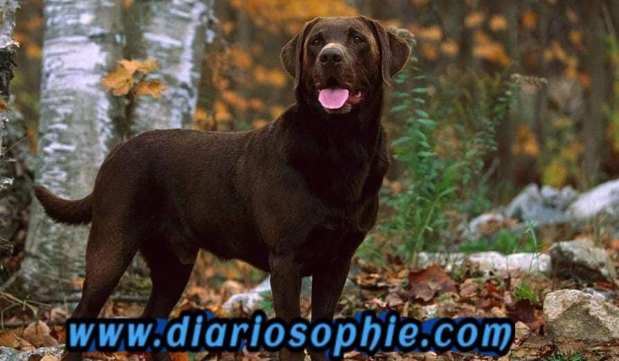 Murió Nerón, uno de los perros que sintió rastros de Loan tras su desaparición #Argentina 