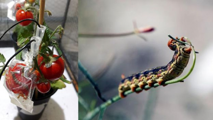 Descubren que los tomates “gritan y lloran” cuando se los ataca