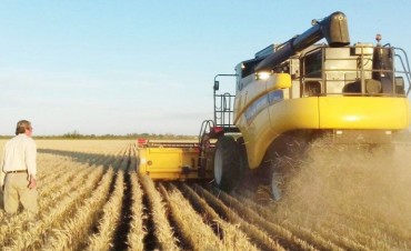 Con rindes dispares, arrancó la cosecha de trigo en el Chaco