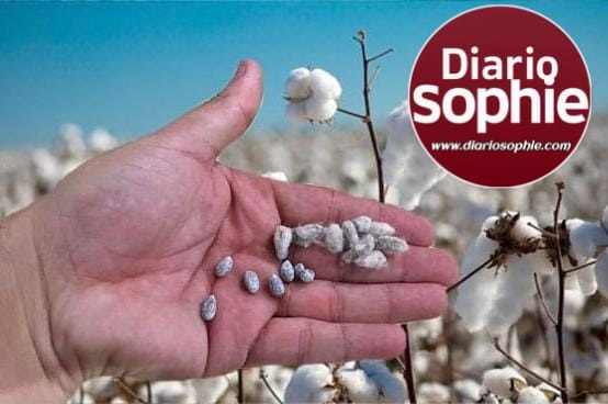PRODUCTORES ALGODONEROS CHAQUEÑOS ACCEDERÁN A SEMILLAS CERTIFICADAS CON UNA BONIFICACIÓN DEL 60%.