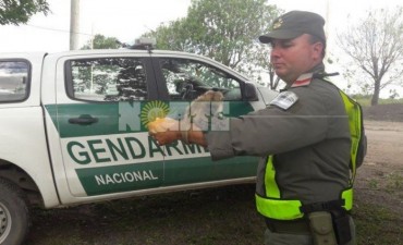 Rescataron un mono carayá que era transportado ilegalmente