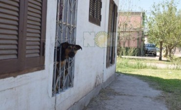 El perro “Maravilla” evitó que un sujeto se llevara a un niño en el barrio Santa Elena