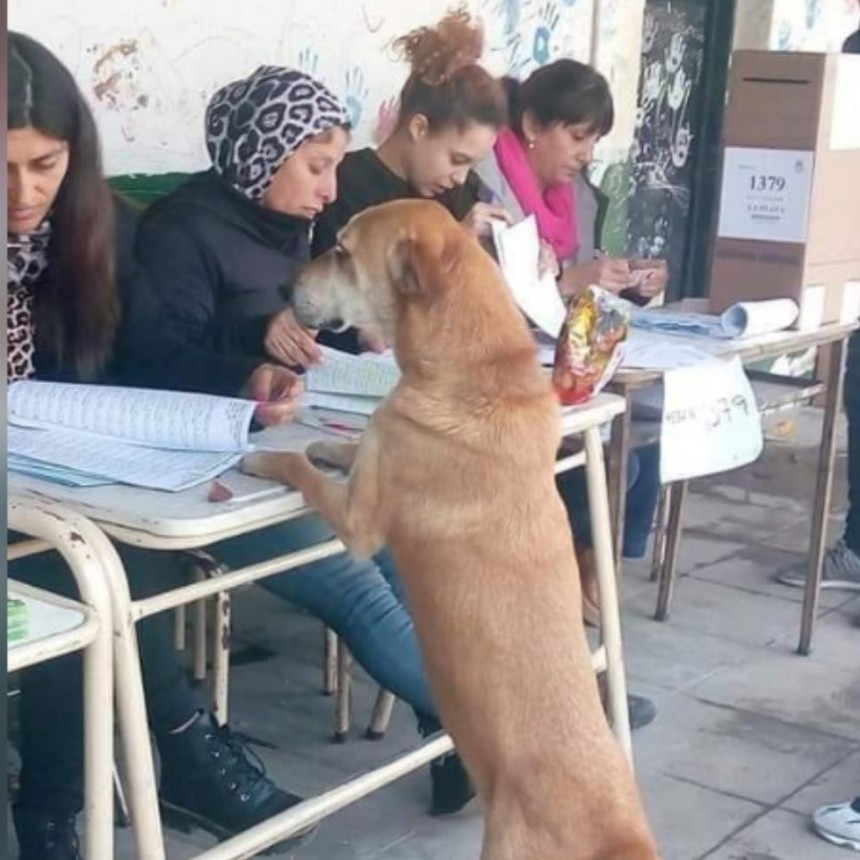 Firulais fue a votar pero no estaba en el padrón