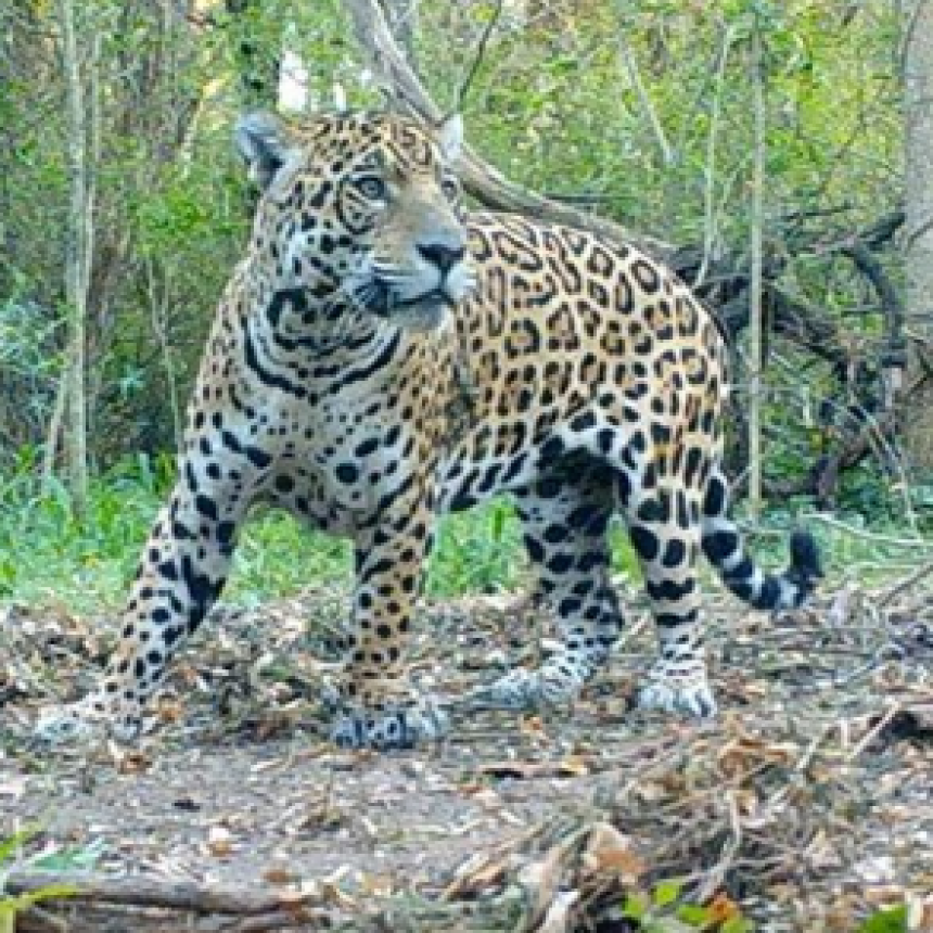 El yaguareté chaqueño ya tiene nombre: Qaramta