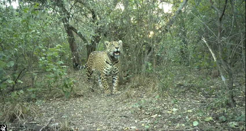MATARON A ACAÍ: LA YAGUARETÉ HABÍA SIDO LIBERADA EN EL IMPENETRABLE EN OCTUBRE