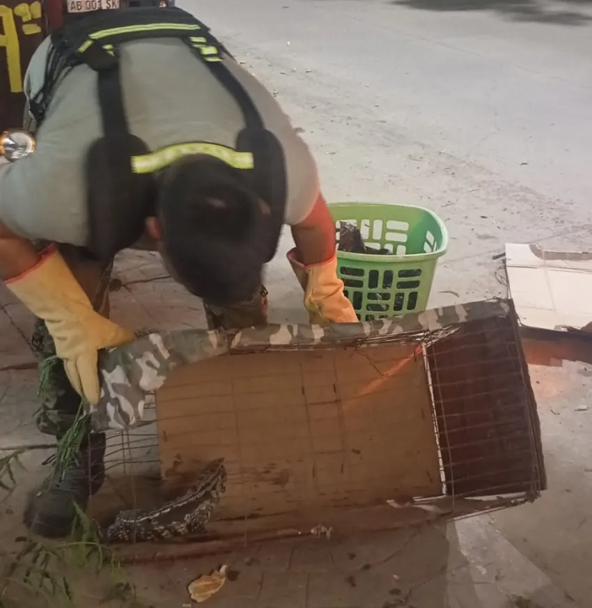 HALLARON UNA IGUANA DENTRO DEL MOTOR DE UN AUTOMÓVIL EN PLENA AVENIDA DE RESISTENCIA