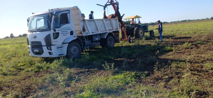 TEMPORAL EN EL INTERIOR DE CHACO: MURIERON 31 NOVILLOS TRAS CAER UN RAYO