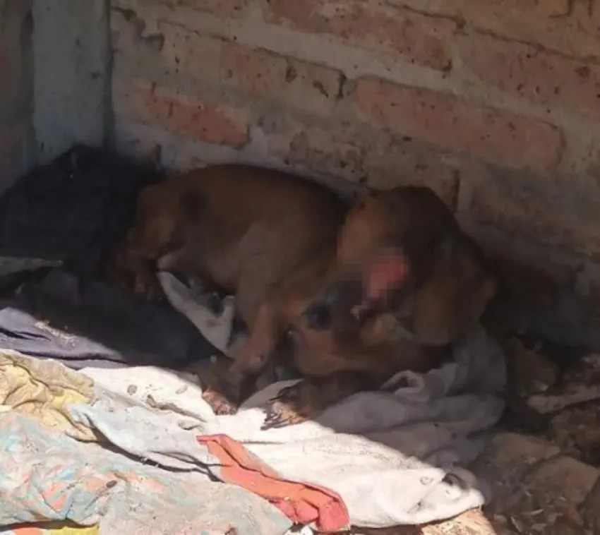 RESCATAN A UNA PERRA EN MAL ESTADO DE DETERIORO EN MEDIO DEL INCENDIO EN UNA VIVIENDA EN FONTANA