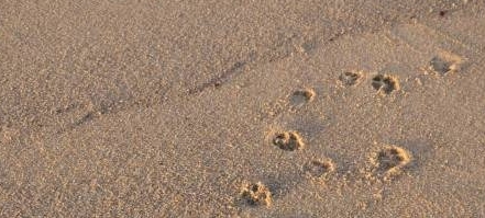 AUMENTÓ LA DEMANDA DE CREMACIONES DE ANIMALES DOMÉSTICOS EN LA REGIÓN: SE CUADRUPLICÓ EN CINCO AÑOS