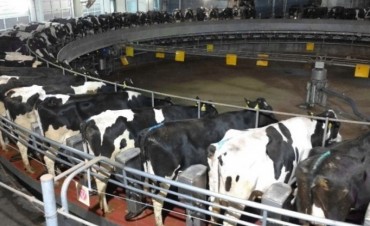 Con bosta de vaca, un tambo produce energía como para alimentar una ciudad de 5.000 habitantes