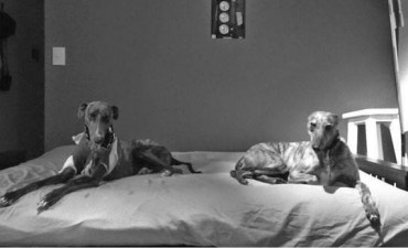 El día que los galgos dejaron de correr