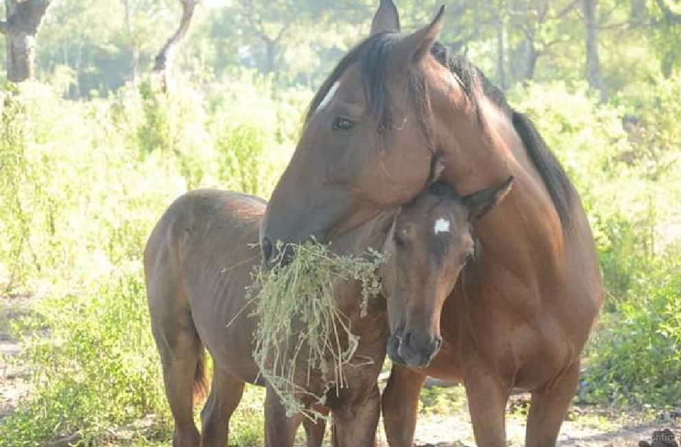 Encefalomielitis equina en el Chaco