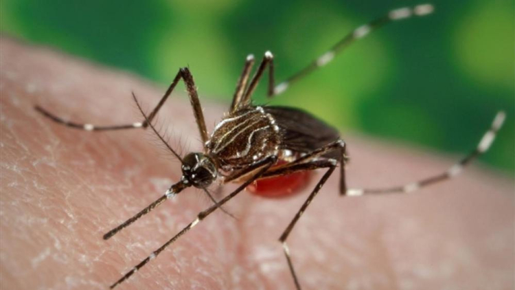 Por la suba de casos de dengue, pidieron incrementar las medidas de prevención