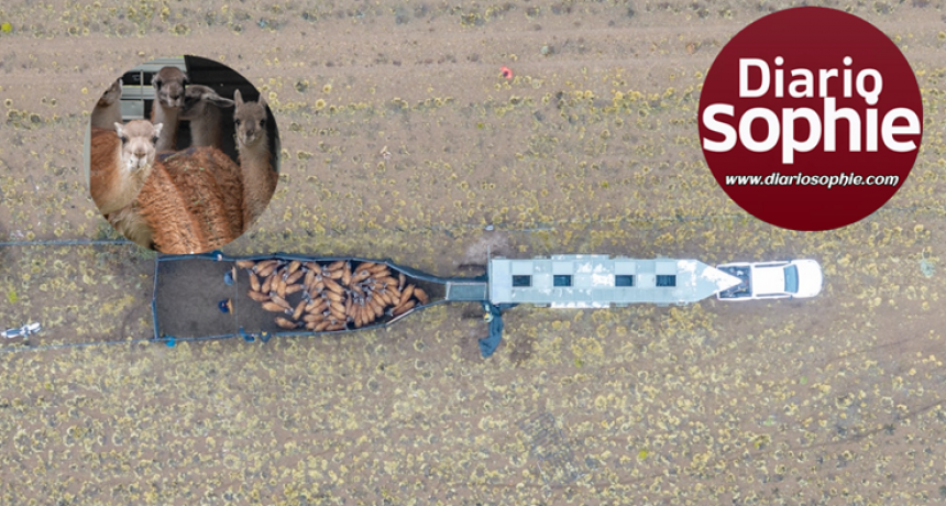 🌿 LA REINTRODUCCIÓN DEL GUANACO EN EL IMPENETRABLE: UN HITO DE RESTAURACIÓN ECOLÓGICA