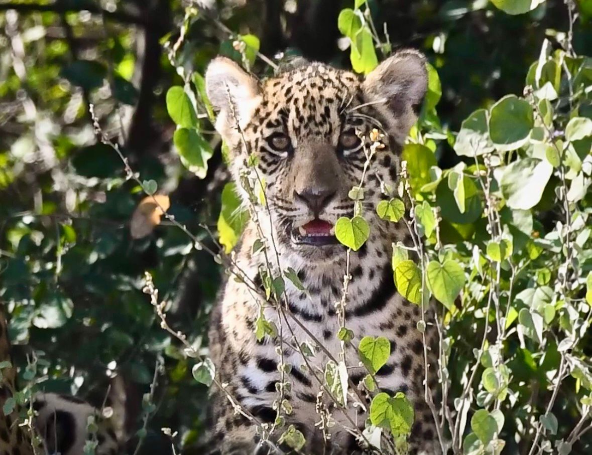 CONFIRMAN UN SEGUNDO NACIMIENTO DE YAGUARETÉ EN EL PARQUE NACIONAL EL IMPENETRABLE