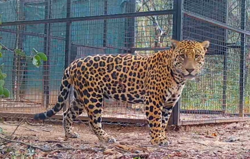 Formosa: Cazadores furtivos mataron un ejemplar de yaguareté. 
