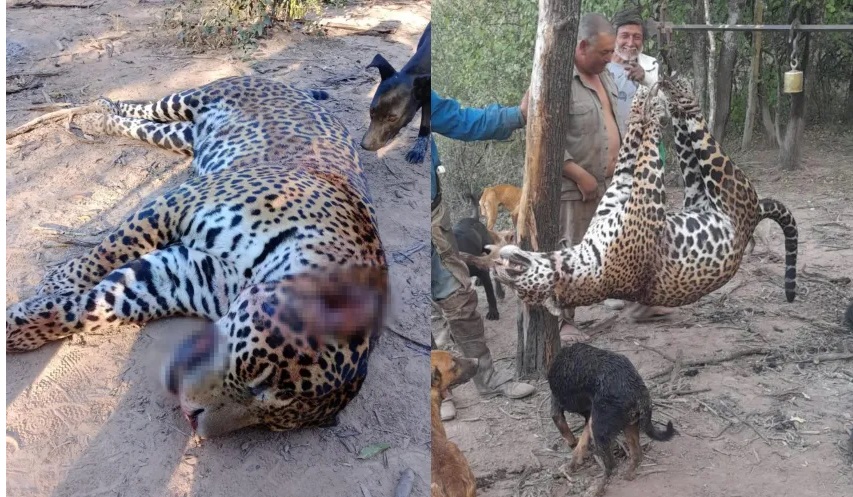 Las aberrantes fotos del yaguareté faenado en Formosa.