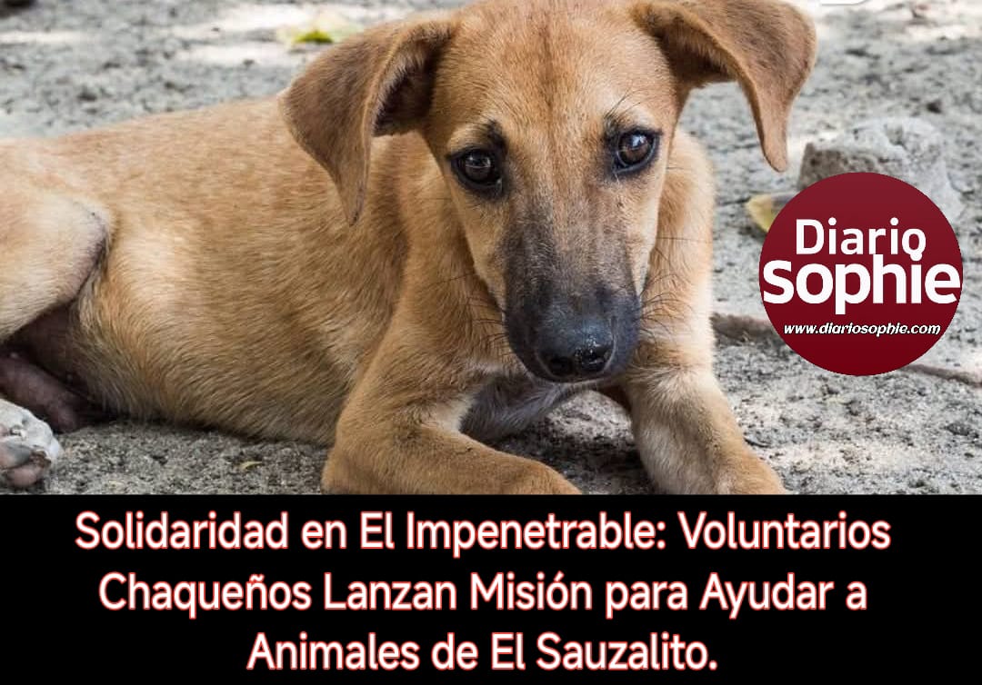 Solidaridad en El Impenetrable: Voluntarios Chaqueños Lanzan Misión para Ayudar a Animales de El Sauzalito.