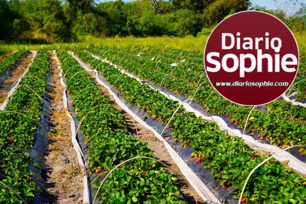 LAS PALMAS: “ACOMPAÑAMOS AL QUE TRABAJA LA TIERRA Y GENERA FUTURO” EXPRESÓ LA VICEGOBERNADORA SCHNEIDER