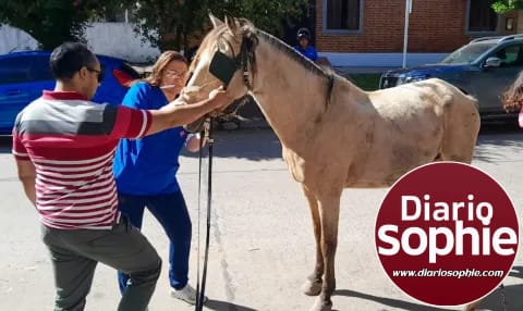 OPERATIVO EN RESISTENCIA: SECUESTRARON UN CARRO A TRACCIÓN A SANGRE Y CABALLOS SUELTOS