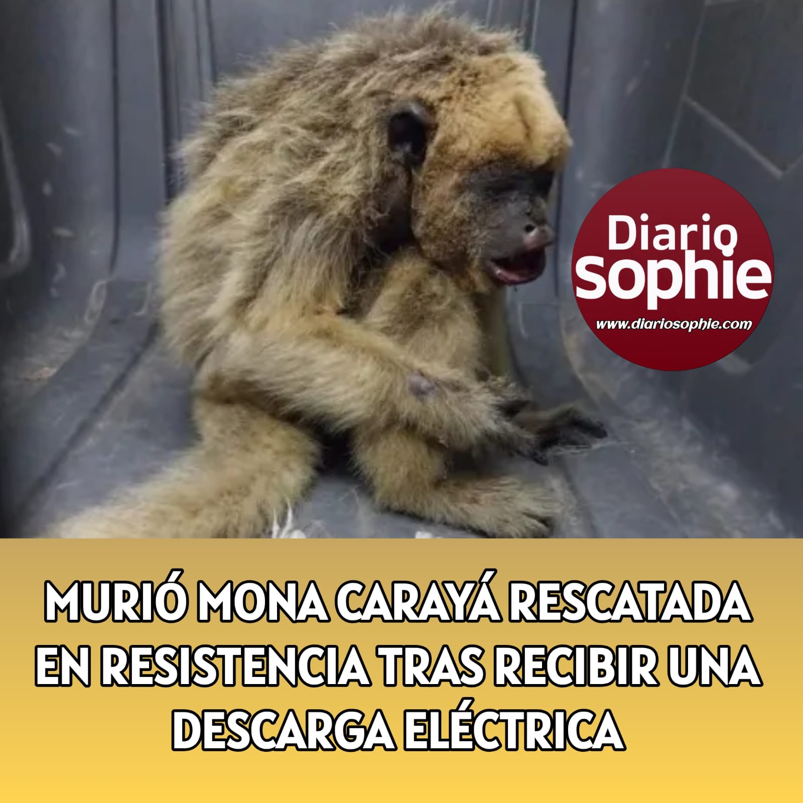 MURIÓ MONA CARAYÁ RESCATADA EN RESISTENCIA TRAS RECIBIR UNA DESCARGA ELÉCTRICA.