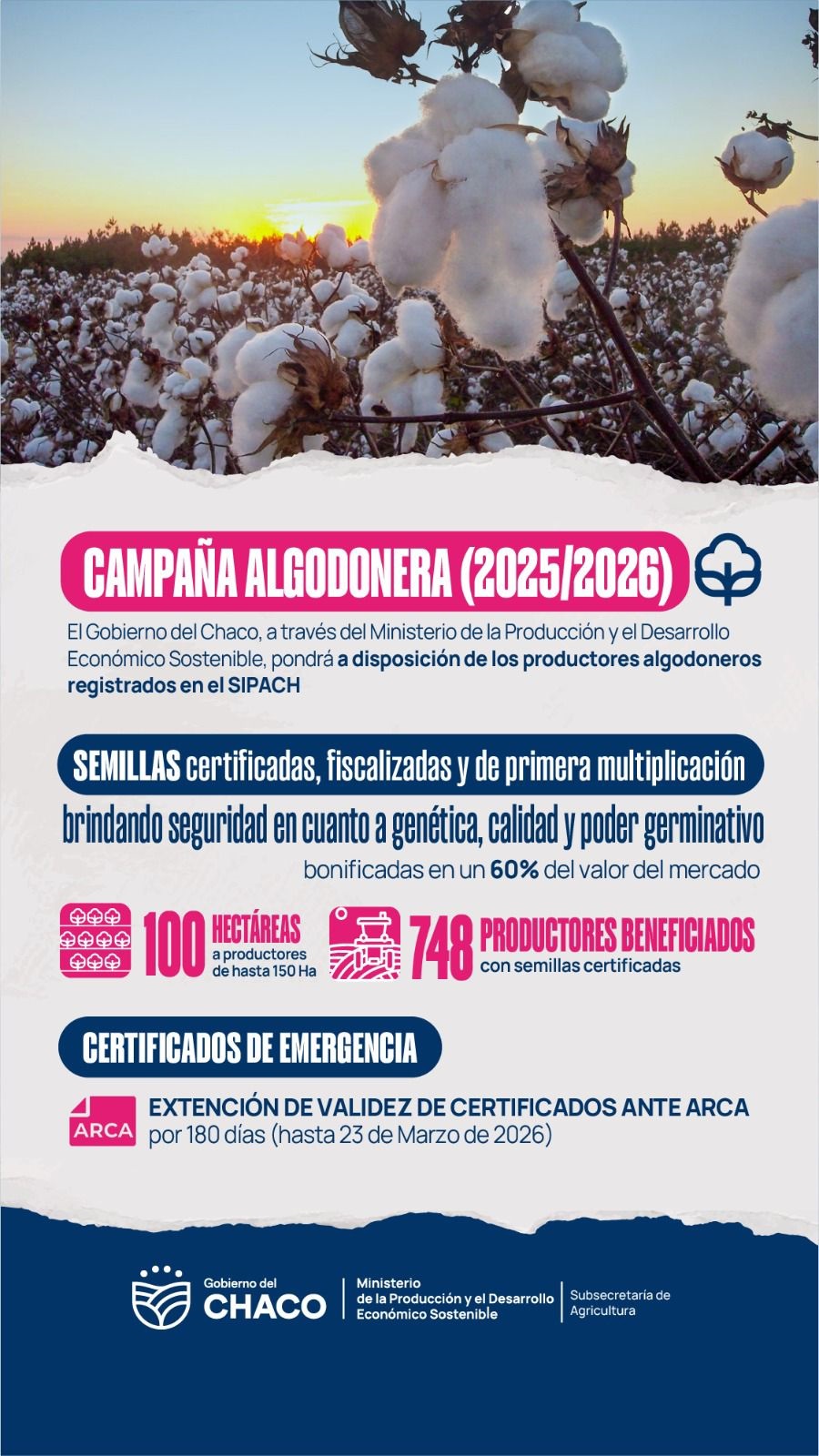 EL GOBIERNO DEL CHACO IMPULSA LA SIEMBRA ALGODONERA CON SEMILLAS BONIFICADAS Y CRÉDITOS ESPECIALES.