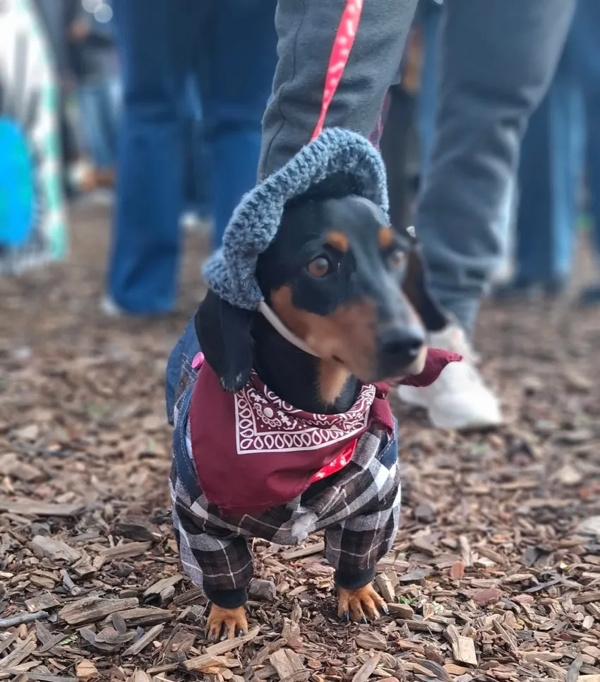 ESTE DOMINGO, SE REALIZARÁ EL SEGUNDO SALCHIS ENCUENTRO DEL 2025