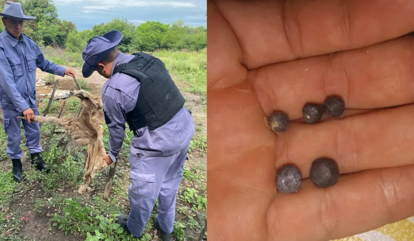 OTRO GOLPE A LA FAUNA CHAQUEÑA: MATARON A UN PUMA Y DIFUNDIERON LAS FOTOS COMO TROFEO
