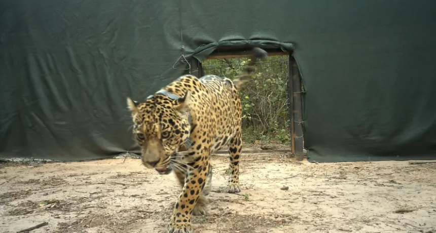 INVESTIGAN ATAQUE A LA YAGUARETÉ ACAÍ EN EL IMPENETRABLE: HALLARON SU COLLAR EN EL RÍO