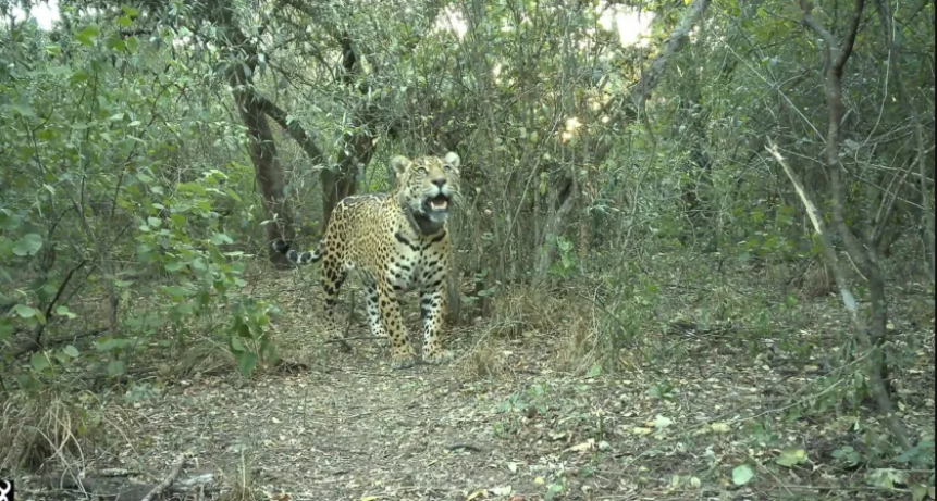 MATARON A ACAÍ: LA YAGUARETÉ HABÍA SIDO LIBERADA EN EL IMPENETRABLE EN OCTUBRE