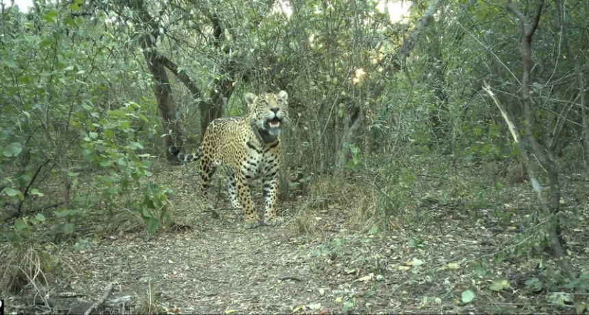LA PROVINCIA SIGUE TODAS LAS PISTAS POSIBLES PARA DILUCIDAR QUÉ LE PASÓ A ACAÍ