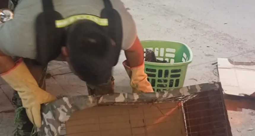 HALLARON UNA IGUANA DENTRO DEL MOTOR DE UN AUTOMÓVIL EN PLENA AVENIDA DE RESISTENCIA