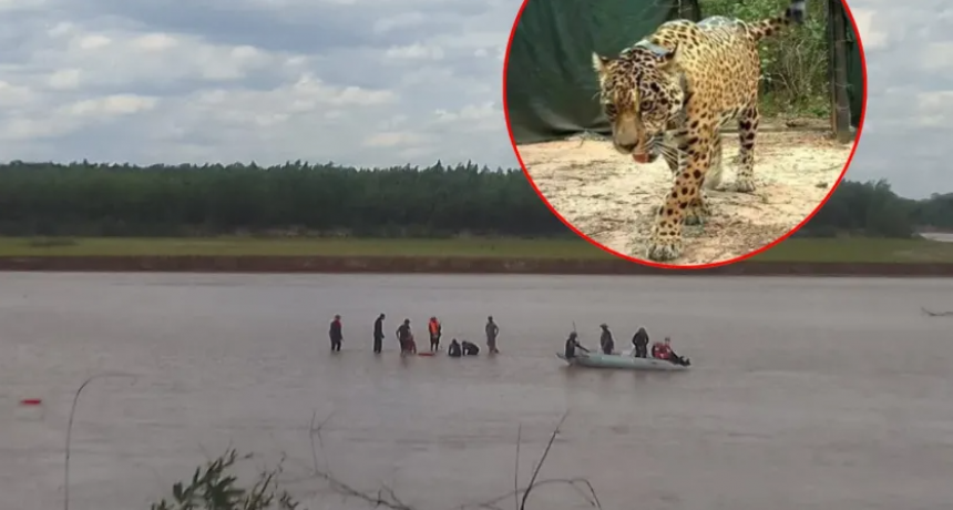 CASO ACAÍ: LA POLICÍA BUSCA SU COLLAR 