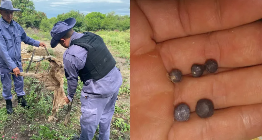 OTRO GOLPE A LA FAUNA CHAQUEÑA: MATARON A UN PUMA Y DIFUNDIERON LAS FOTOS COMO TROFEO